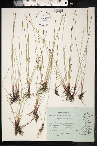 Eleocharis uniglumis image