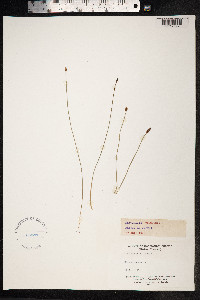 Eleocharis uniglumis image