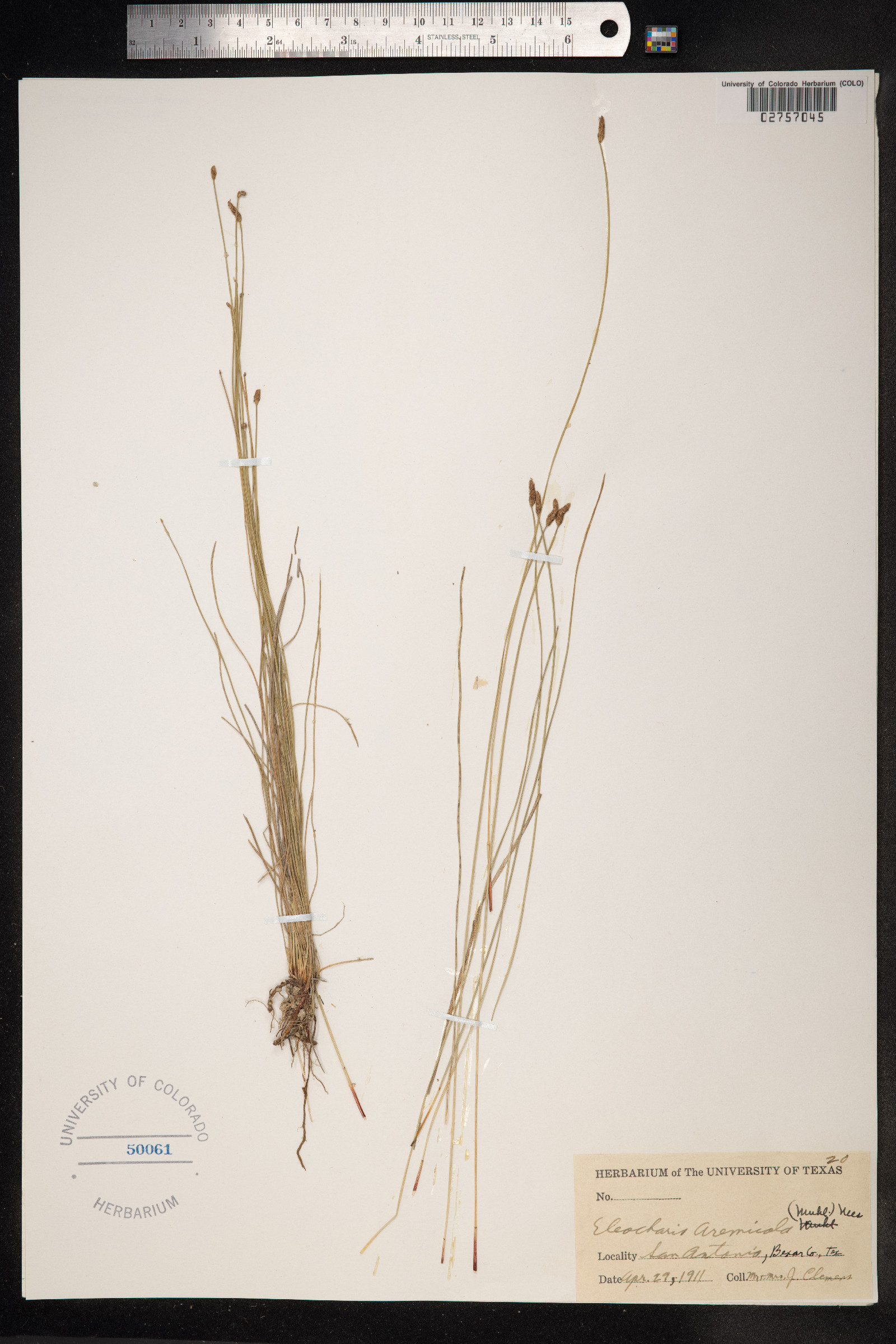 Eleocharis montevidensis image