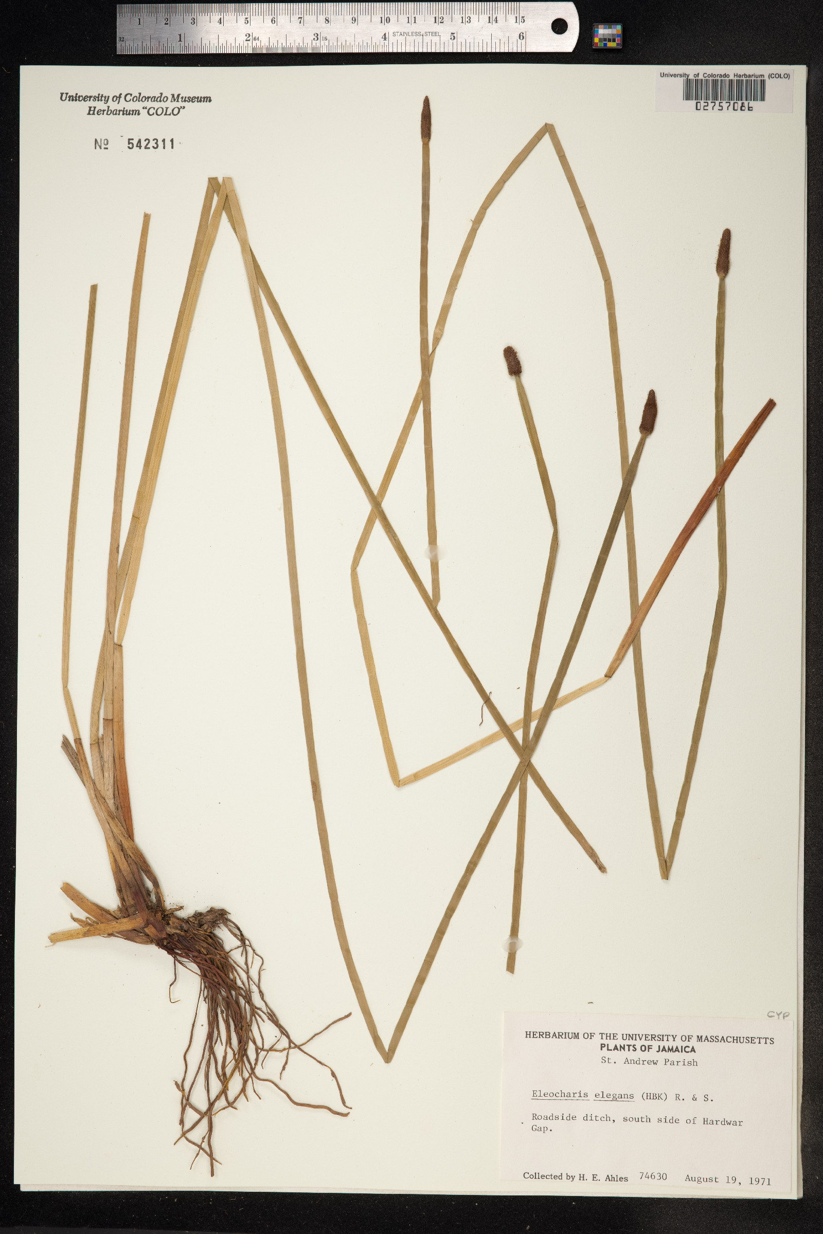 Eleocharis elegans image