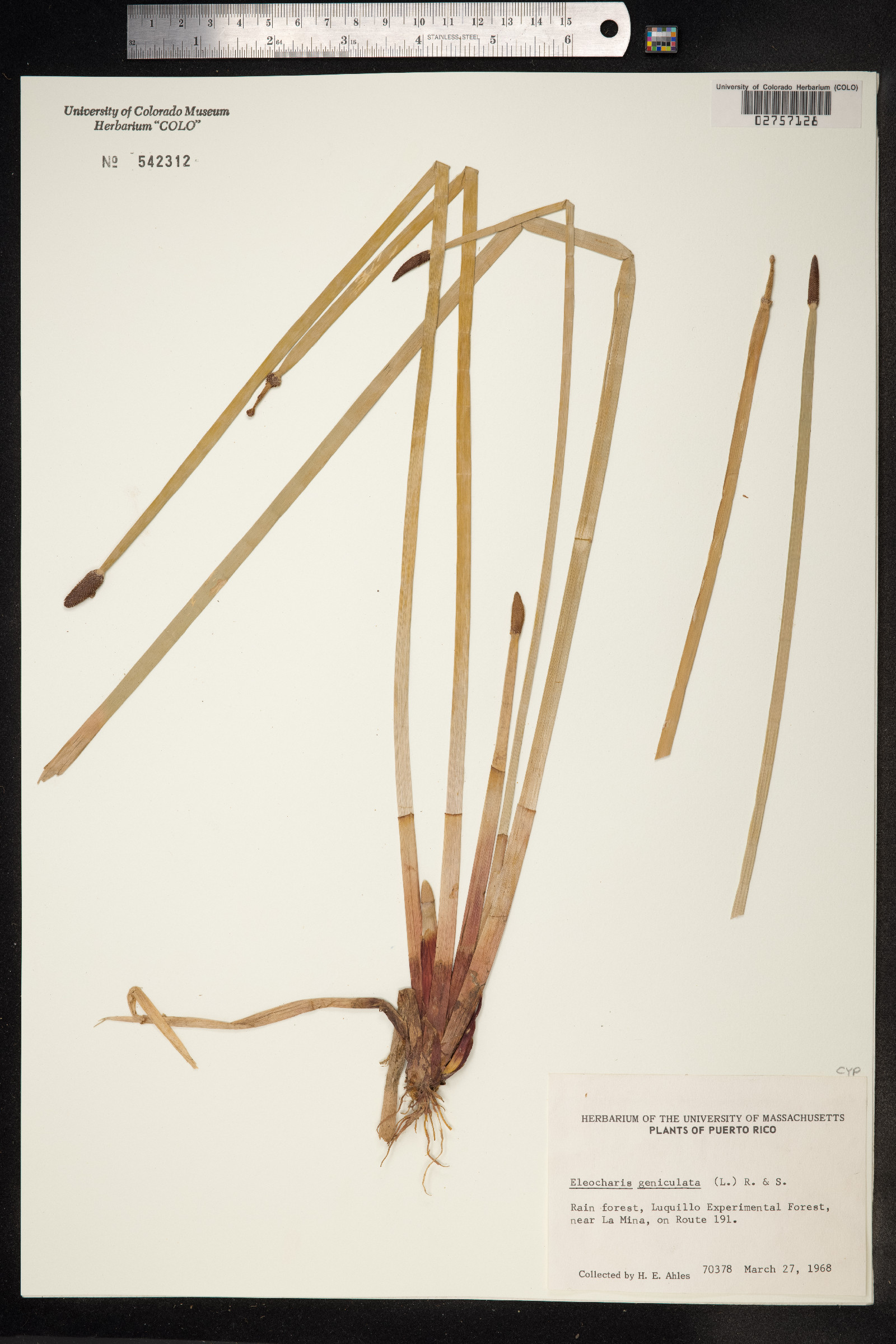 Eleocharis geniculata image