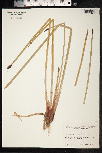 Eleocharis geniculata image