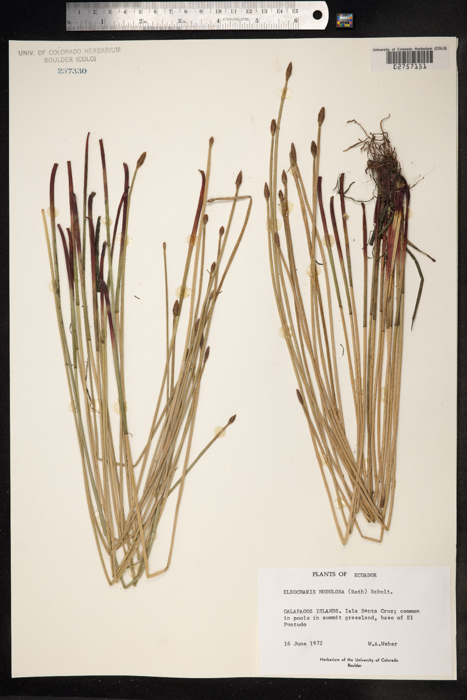 Eleocharis montana image