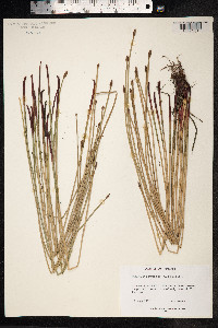 Eleocharis montana image
