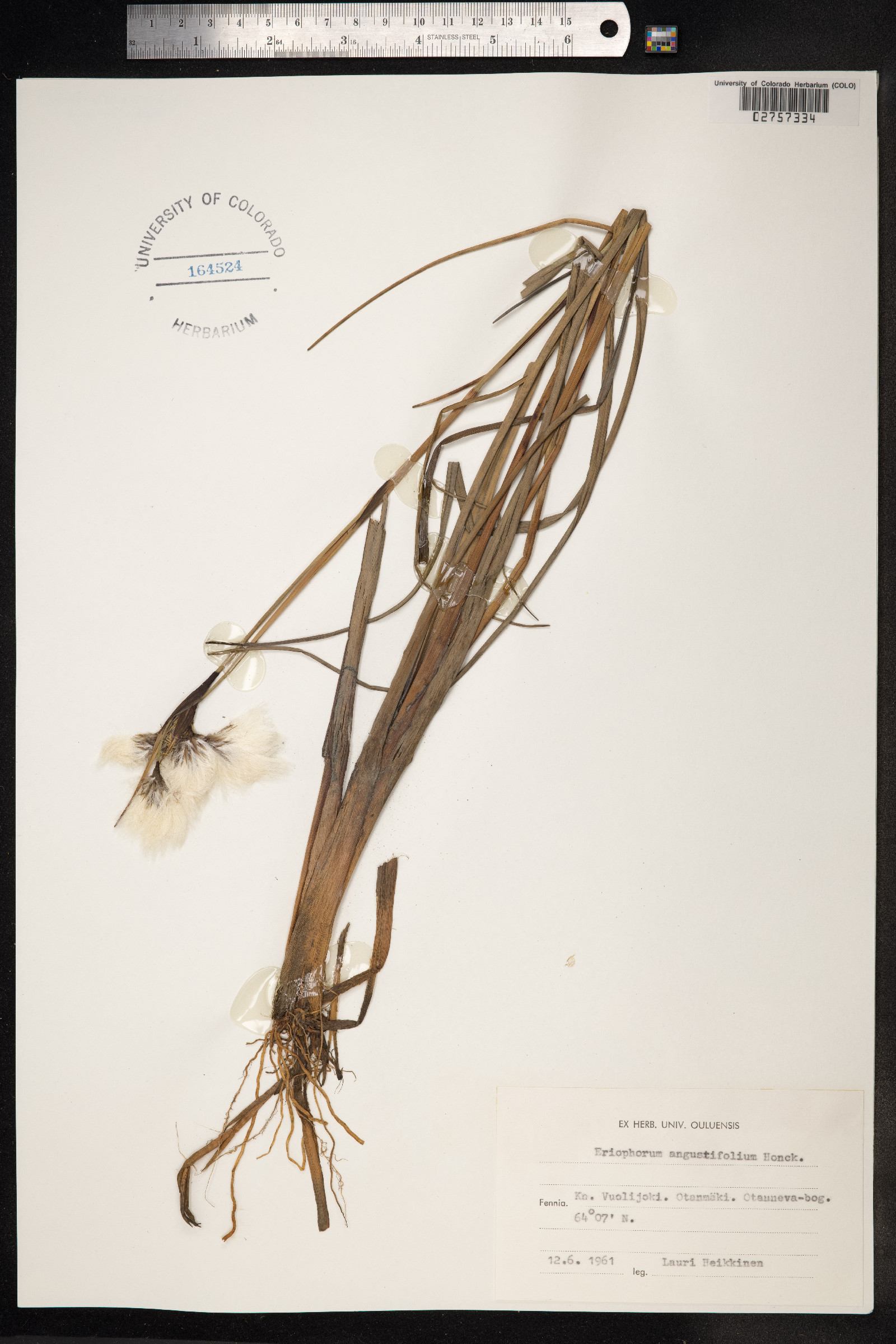 Eriophorum image