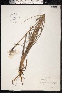 Eriophorum angustifolium image