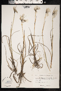 Eriophorum angustifolium image