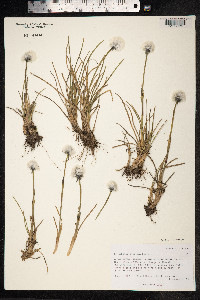 Eriophorum scheuchzeri image