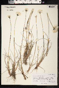 Eriophorum scheuchzeri image