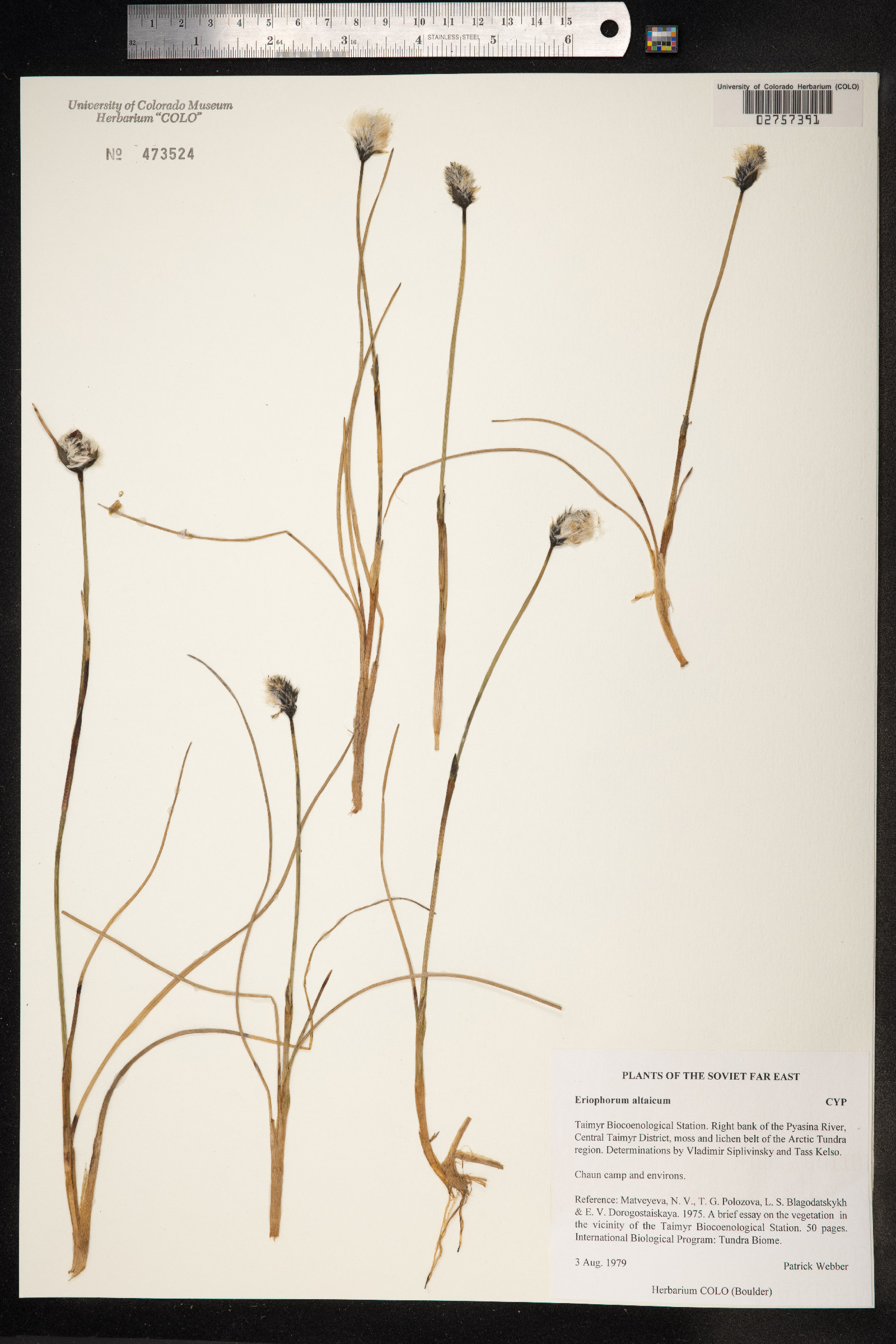 Eriophorum scheuchzeri ssp. scheuchzeri image