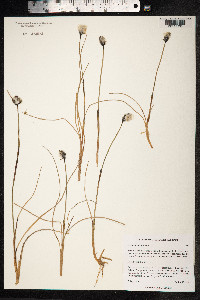 Eriophorum scheuchzeri image