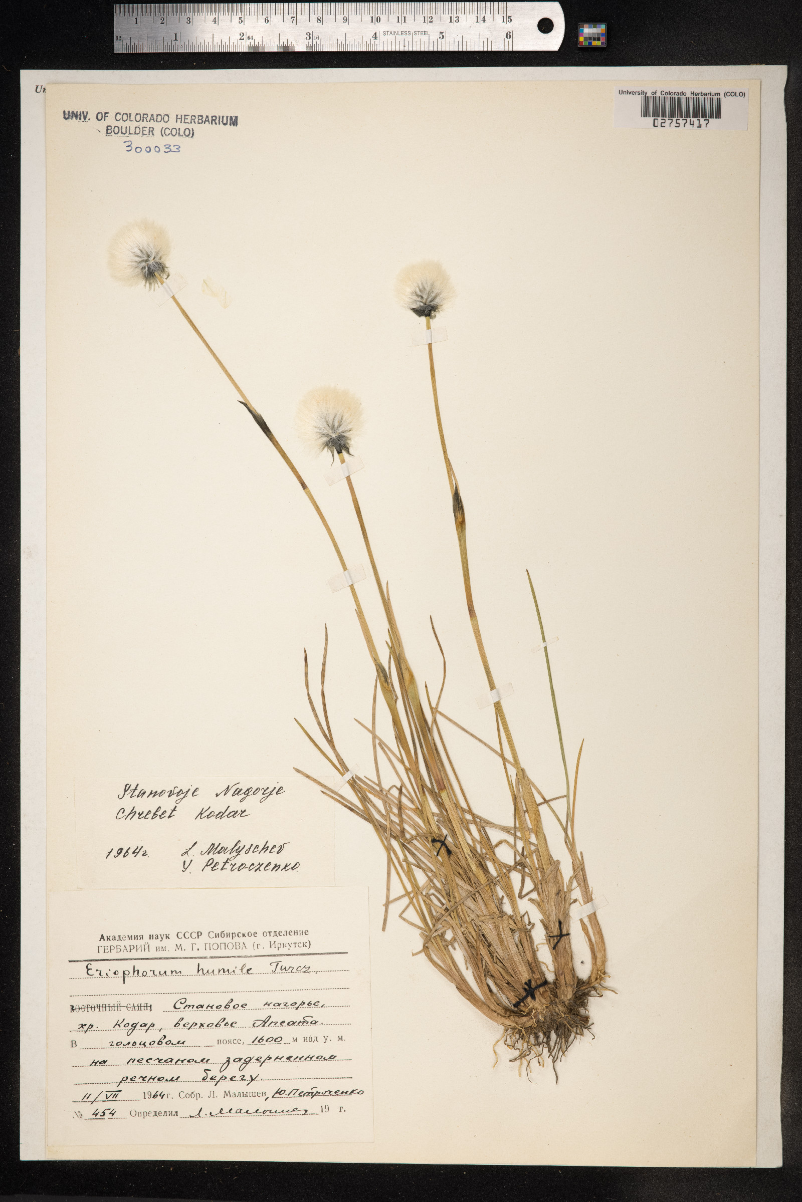 Eriophorum scheuchzeri ssp. scheuchzeri image