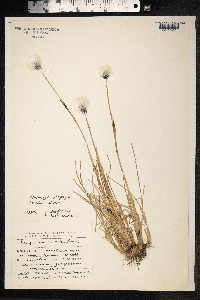 Eriophorum scheuchzeri image