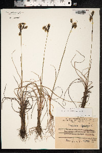Eriophorum angustifolium image