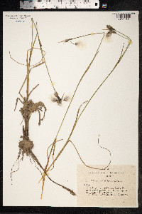 Eriophorum angustifolium image