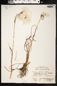 Eriophorum angustifolium image