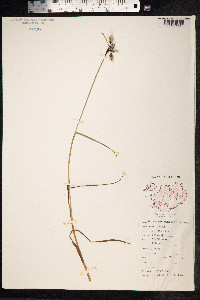 Eriophorum angustifolium image