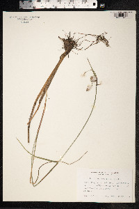 Eriophorum angustifolium image
