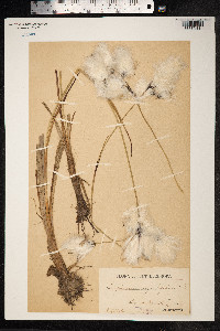 Eriophorum angustifolium image