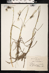 Eriophorum angustifolium image