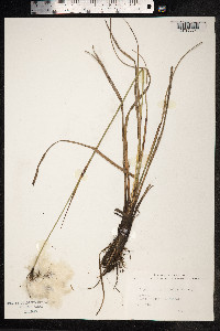 Eriophorum angustifolium image