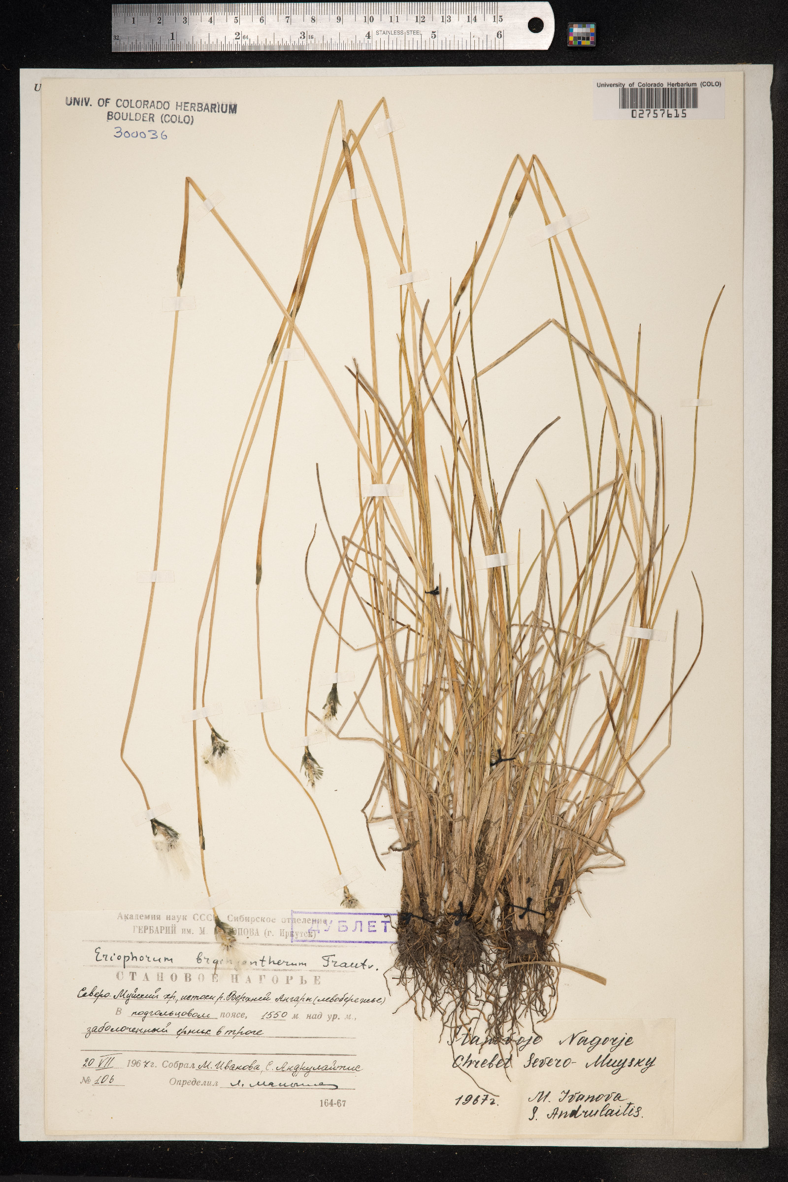Eriophorum brachyantherum image