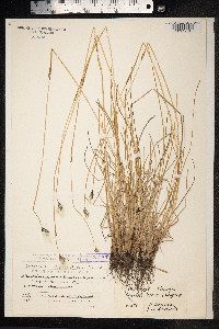 Eriophorum brachyantherum image