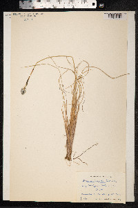 Eriophorum brachyantherum image