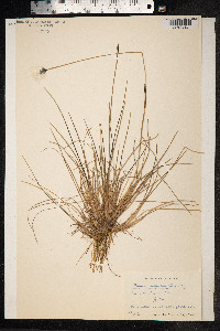 Eriophorum brachyantherum image