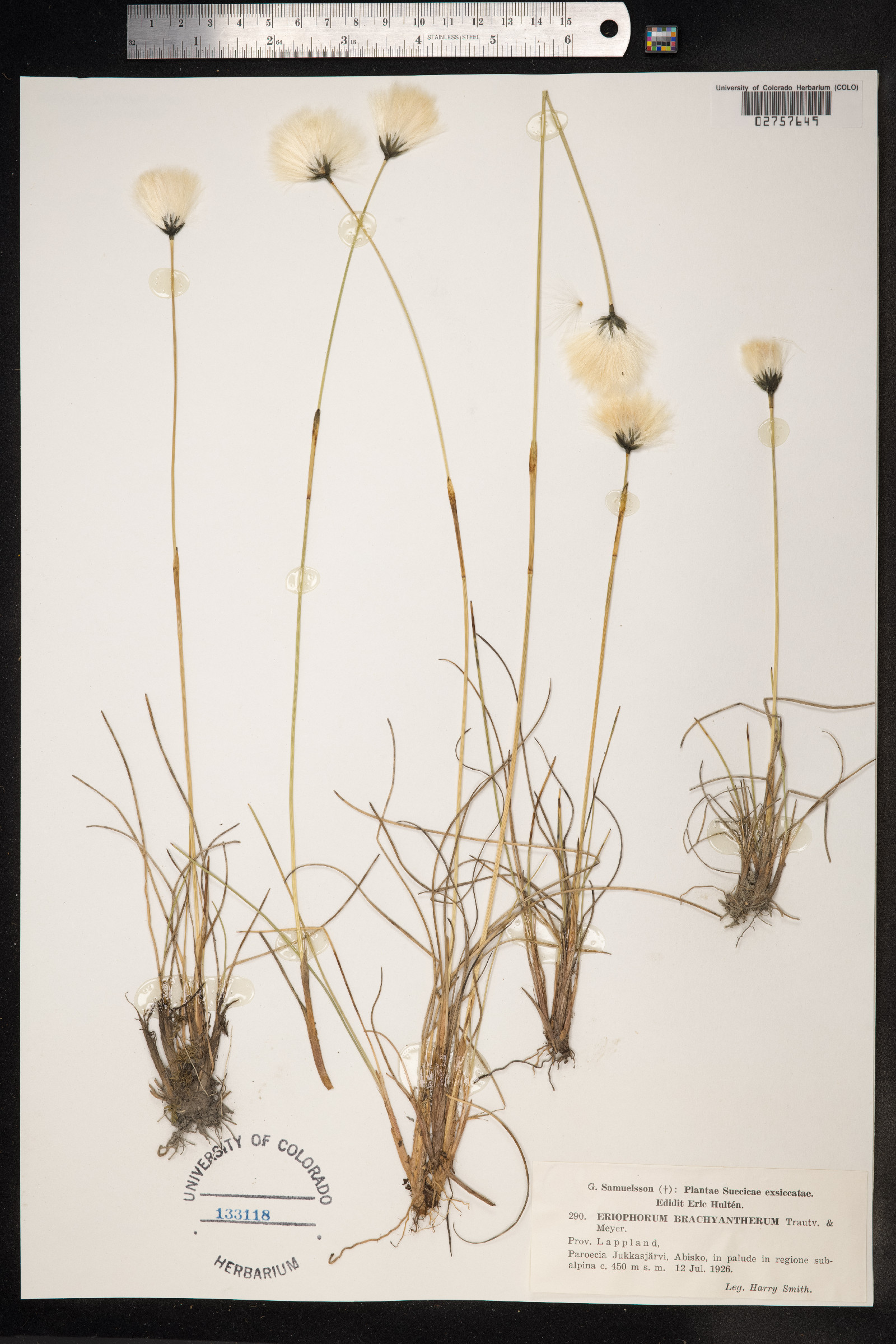 Eriophorum brachyantherum image
