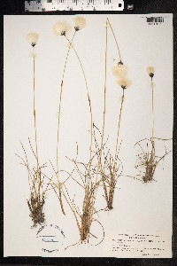Eriophorum brachyantherum image