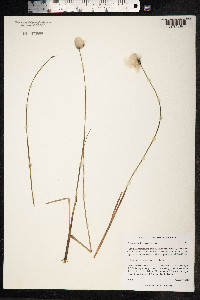 Eriophorum brachyantherum image