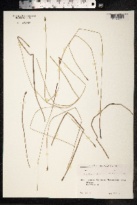 Eleocharis palustris image