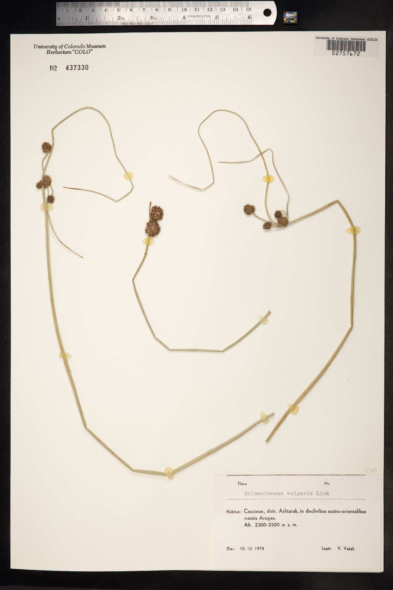 Scirpoides holoschoenus image