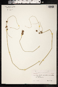 Scirpoides holoschoenus image