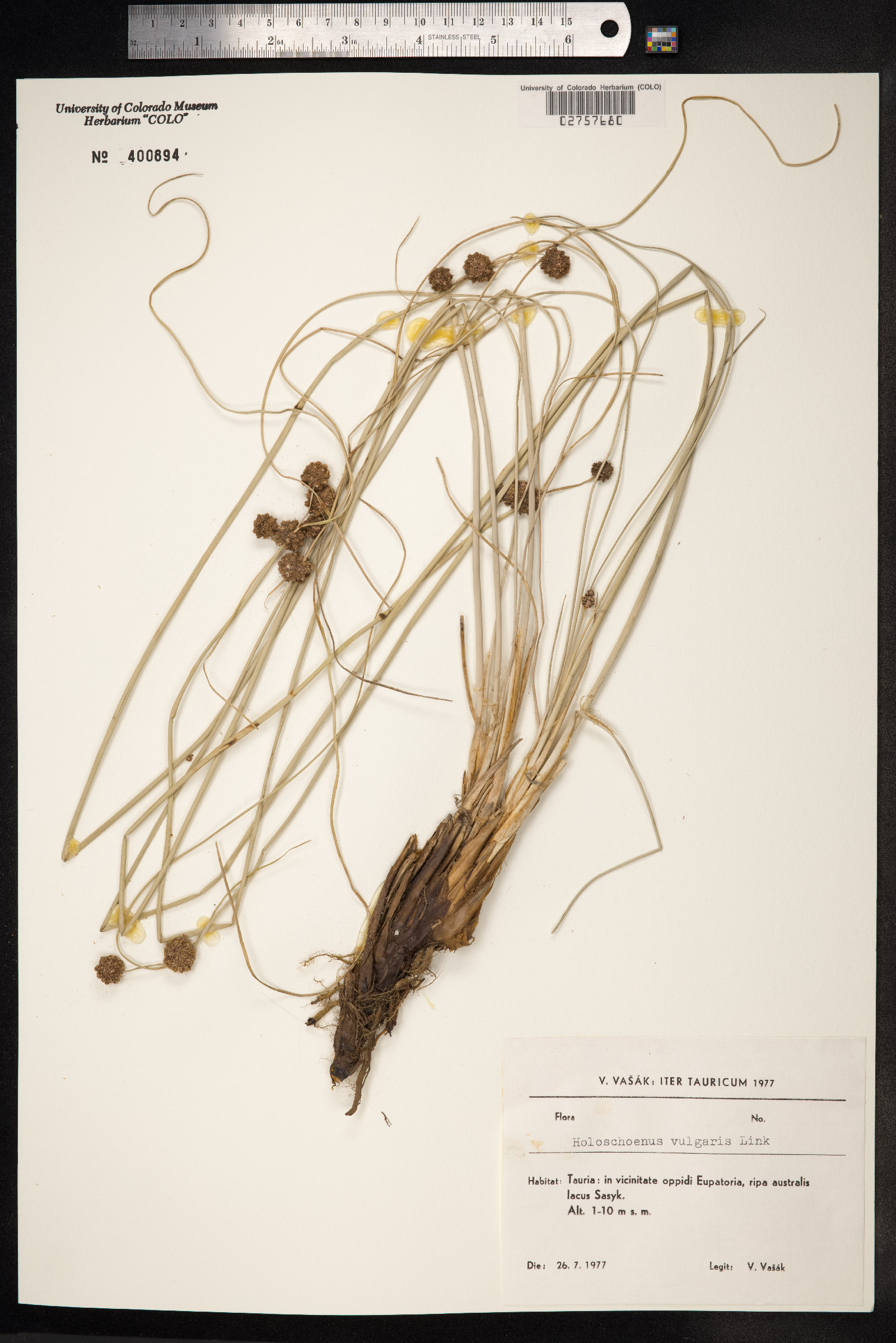 Scirpoides holoschoenus image