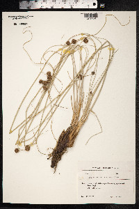 Scirpoides holoschoenus image