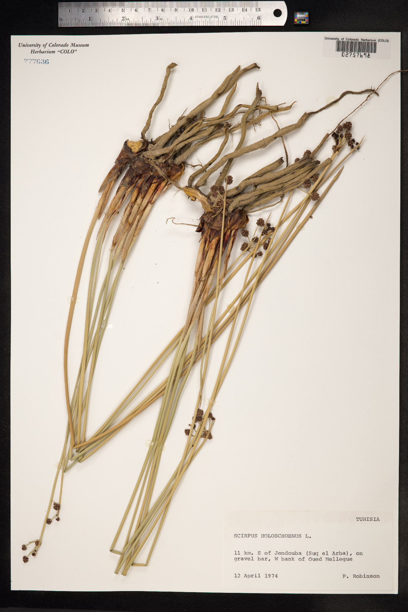 Scirpoides holoschoenus image