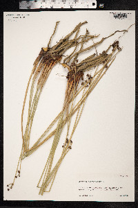 Scirpoides holoschoenus image