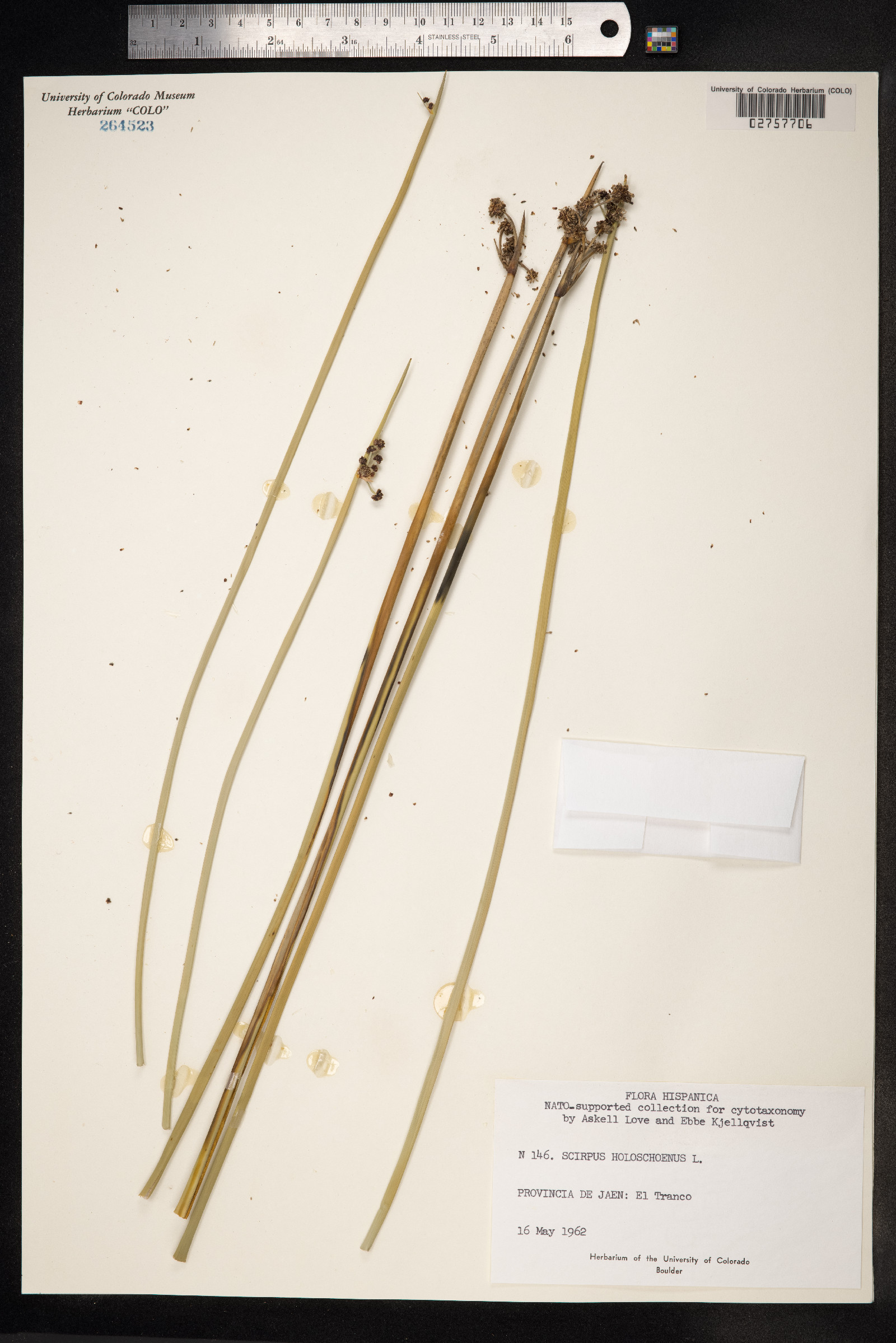 Scirpoides holoschoenus image