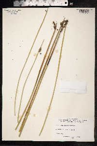 Scirpoides holoschoenus image