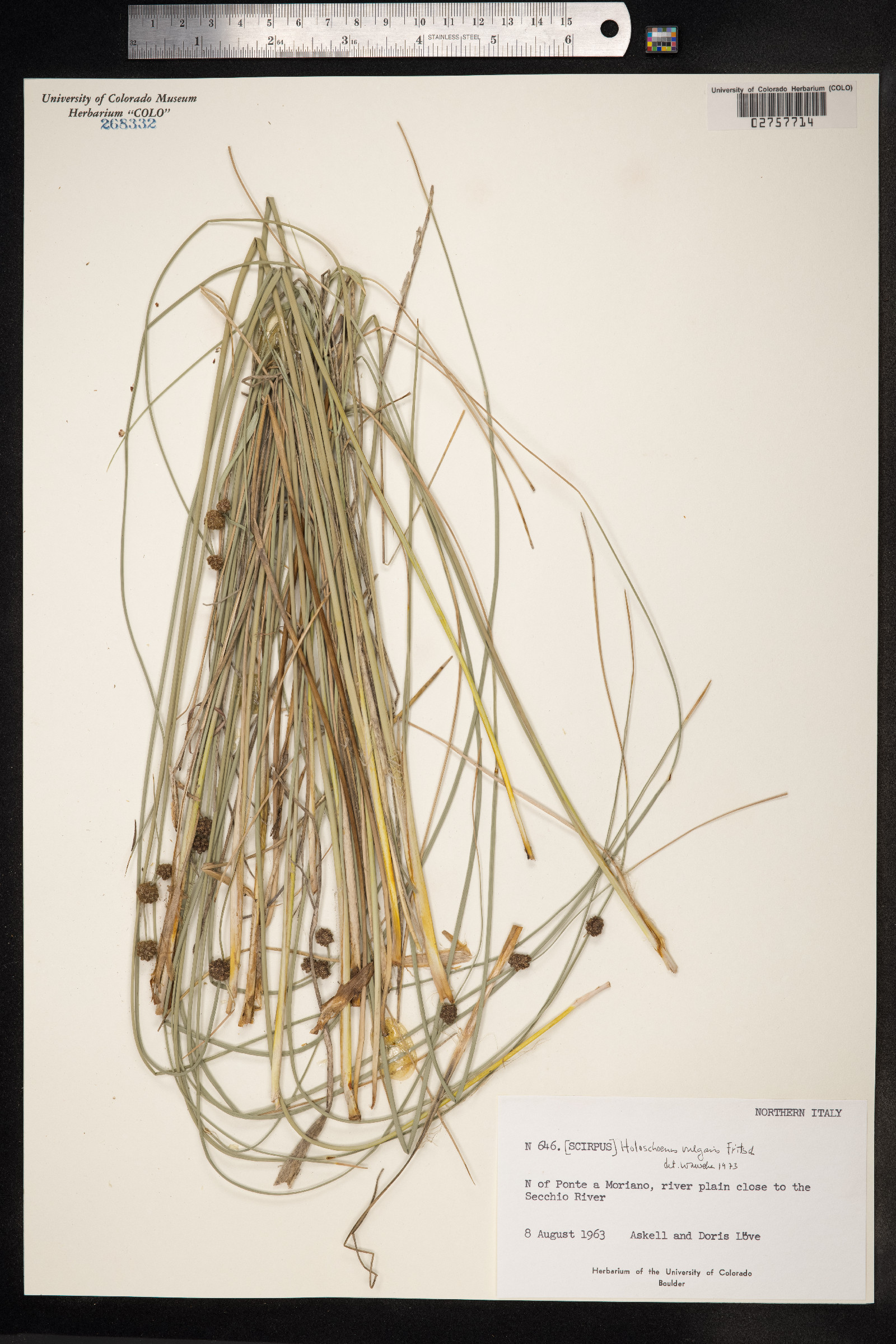 Scirpoides holoschoenus image