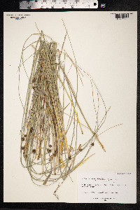 Scirpoides holoschoenus image