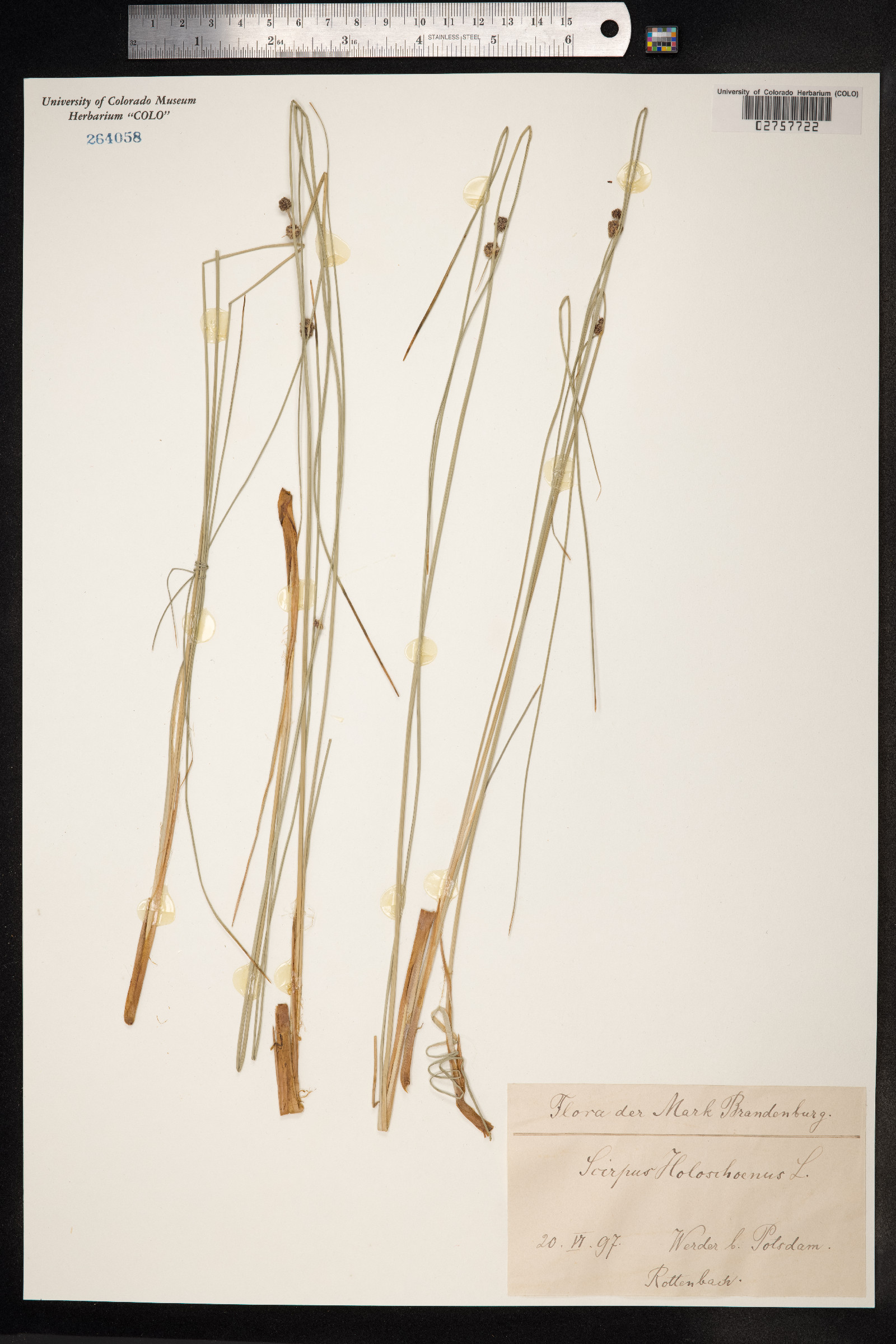 Scirpoides holoschoenus image