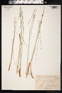 Scirpoides holoschoenus image