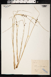 Scirpoides holoschoenus image
