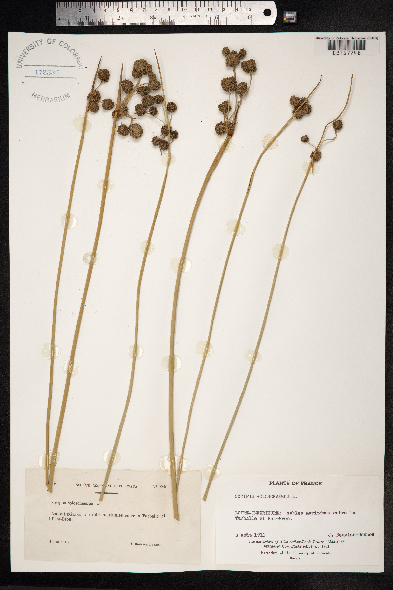 Scirpoides holoschoenus image