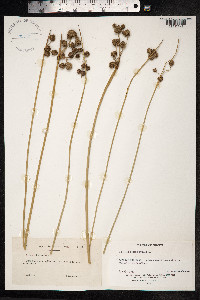 Scirpoides holoschoenus image