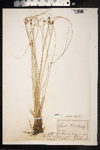 Scirpoides holoschoenus image