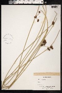 Scirpoides holoschoenus image